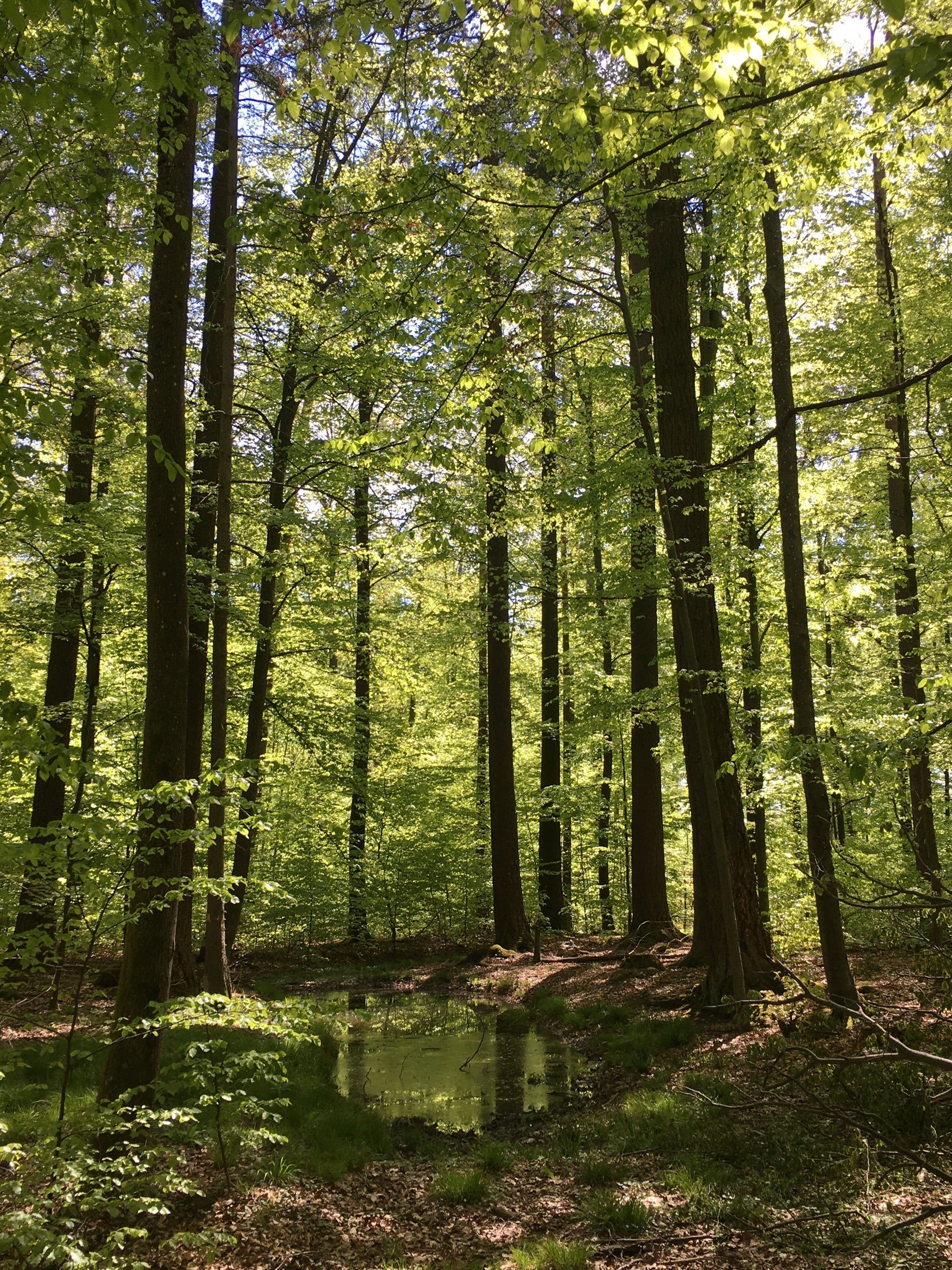 sustainable wood Inkless Pens